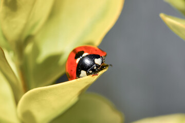 Ladybug on a green leaf, detailed macro photo