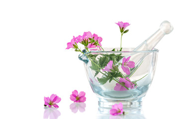 herbal therapy - Medicinal Virtues, field geranium, on white