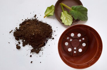 planting a flower in a pot