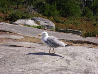 Atlantic Islands National Park in Galicia