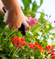 Woman with secateurs cutting off  flowers in the garden