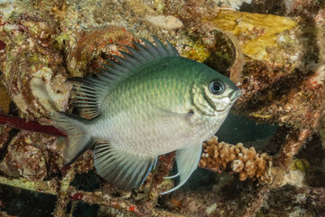 Fototapeta premium Fish swim in the Red Sea, colorful fish, Eilat Israel 