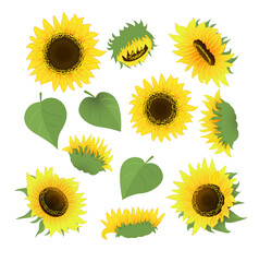 Sunflower bouquet vector.Isolated on white background.Cartoon style