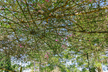 Green leaves on a branch, Vietnam