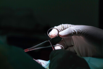 A Veterinary surgeon using surgical instruments during a sterilization surgery on a young female...