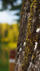Texture de mousse et d'écorce aux abords d'un étang