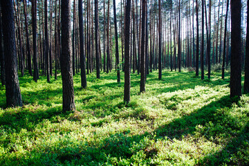 na zielonym leśnym dywanie 