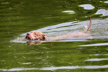 Brown dog swimming in a lake at summer. Pet bathing at hot weather, hunting ducks
