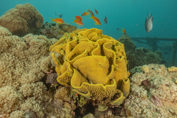 Coral reef and water plants in the Red Sea, Eilat Israel
