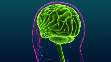 Human Brain Anatomy For Medical Concept 3D