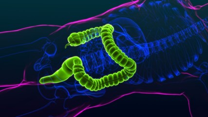 Large Intestine 3D Illustration Human Digestive System Anatomy