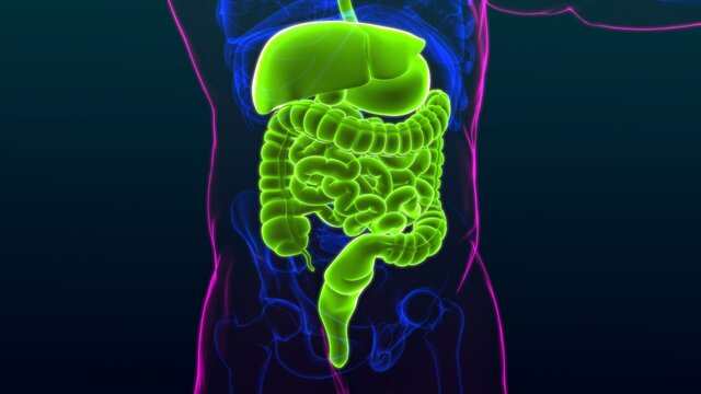 Human Digestive System Anatomy For Medical Concept 3D