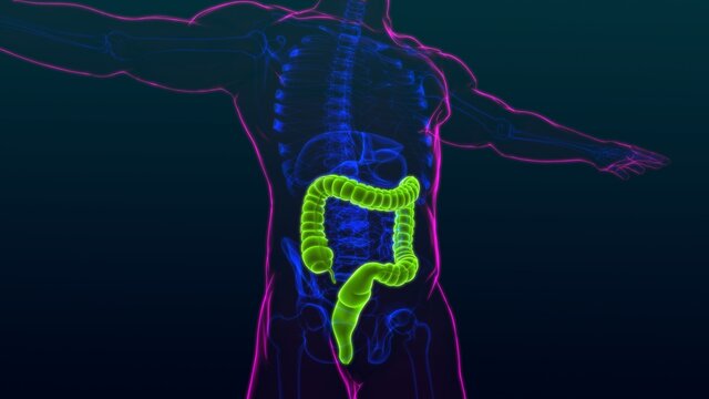 Large Intestine 3D Illustration Human Digestive System Anatomy