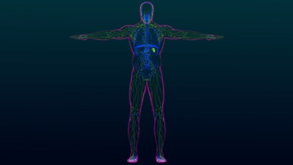 Human Lymph Nodes Anatomy For Medical Concept 3D