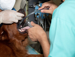 A veterinary surgeon places an endotracheal tube into the trachea of a golden retriever before beginning sterilization surgery