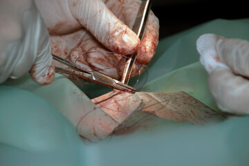 A Veterinary surgeon using surgical instruments during a sterilization surgery on a young female dog 