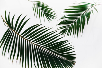 Obraz premium 3 palm leaves isolated on white background frame texture summer tropical pattern close-up