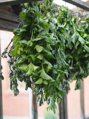 Saving summer.Medicinal herbal background.Bunches of mint and Melissa plants are dried under a canopy.