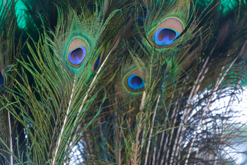 A bunch of peacock feathers. Peacock feather is very popular.
