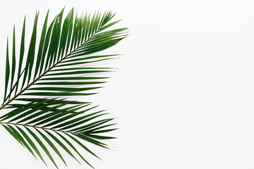 Naklejka na ściany i meble palm leaves isolated on white background frame texture summer tropical pattern on left