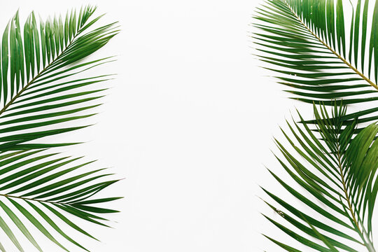palm leaves isolated on white background frame texture summer tropical pattern green