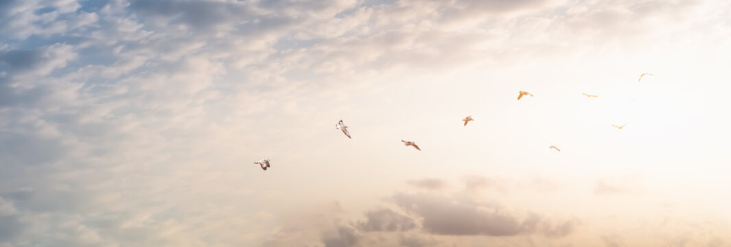 Flock of birds on sunbeam twilight cloud sky sunrise. freedom concept. hope concept.