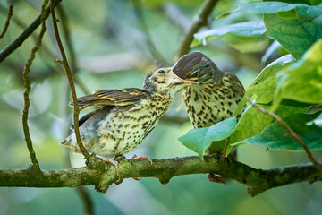 Song Thrush feeding juvenile ( Turdus Philomelos ) 