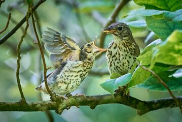 Song Thrush feeding juvenile ( Turdus Philomelos )  © Adrian 