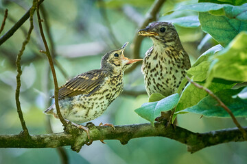 Song Thrush feeding juvenile ( Turdus Philomelos ) 