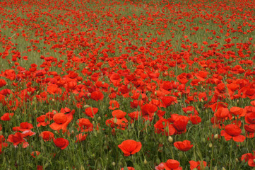 Obraz premium Mohnblumenfeld Papaver rhoeas ein Paradis für Insekten