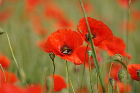 Mohnblumenfeld Papaver rhoeas ein Paradis f&uuml;r Insekten