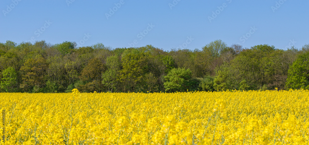 Wall mural yellow rapeseed field