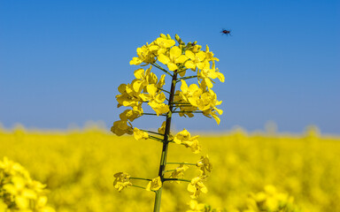 Obraz premium rapeseed flower 