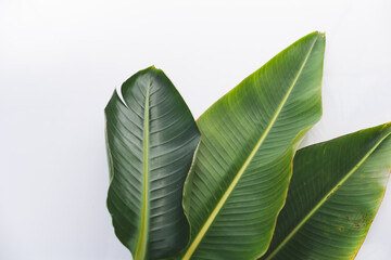 tropical leaf leave banana plants green with white plain background on right