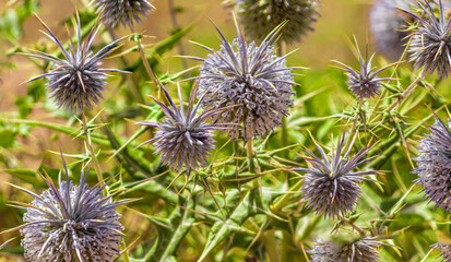 bunch of globe thistles or Echinops on green grass