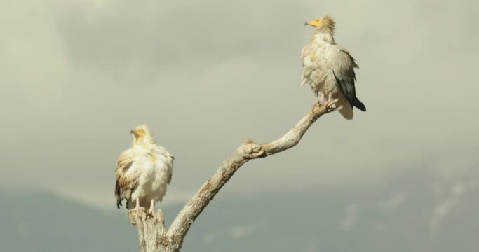 Alimoche com&uacute;n o buitre egipcio (Neophron percnopterus)