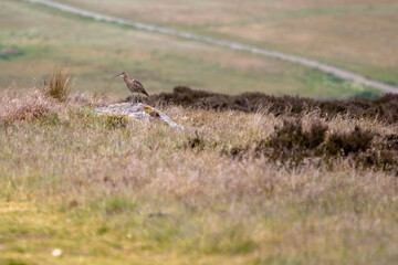 Curlew in the Yorkshire Dales