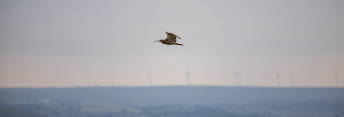 Curlew in the Yorkshire Dales