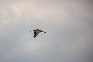Curlew in the Yorkshire Dales