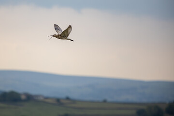 Curlew in the Yorkshire Dales