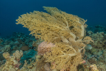 Coral reef and water plants in the Red Sea, Eilat Israel
