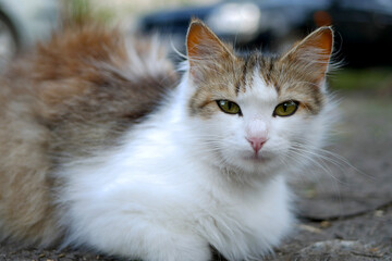 Fototapeta premium brown and white fluffy cat on a blurred background looking into the lens