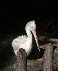A white pelican stands in front of a dark background in a park, in Vienna , Austria.