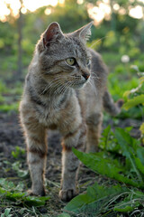 Naklejka na ściany i meble brown cat on a green blurred background looking to the right, the focus of the taste on the cat