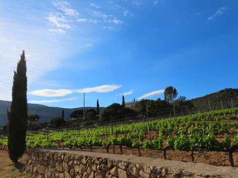 Vineyard On Sardinia