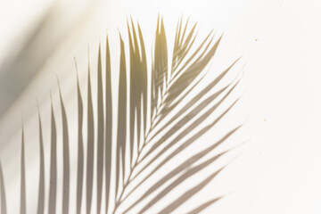 palm leaf shadow on white background sunny sunlight garden left with another leaf shadow