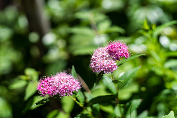 pink flower in the garden