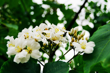 white flowers