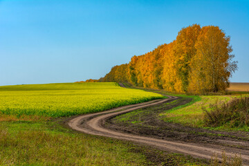  Picturesque country road along field of flowering rapeseed