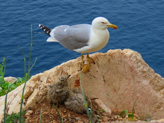 seagull protecting her chicks